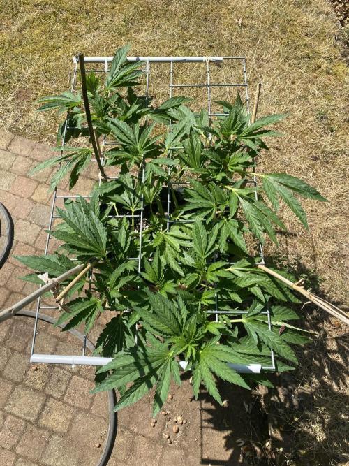 TropicalKush Outdoor. Week 11