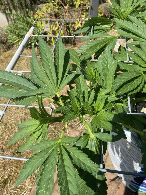 TropicalKush Outdoor. Week 11