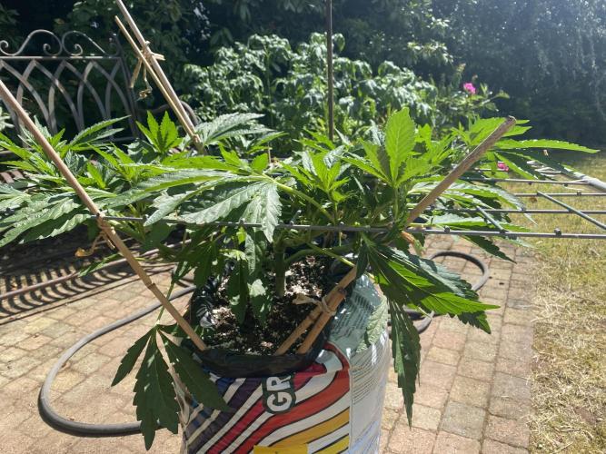 TropicalKush Outdoor. Week 11