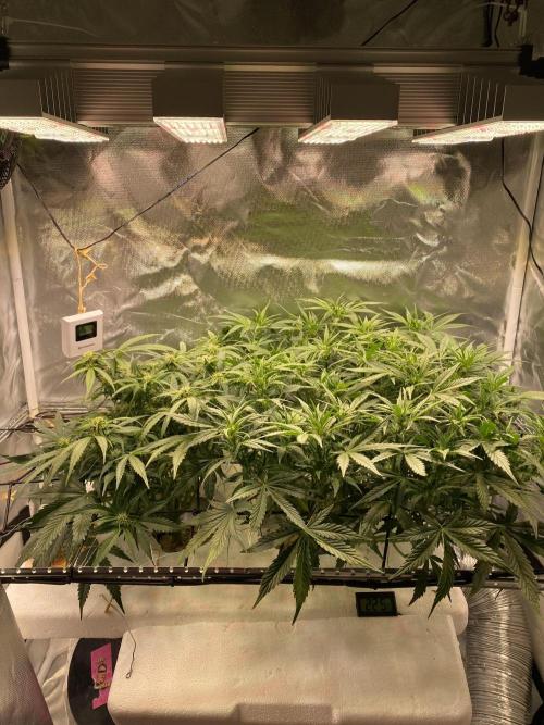 Candy Jungle Auto/DWC. Week 6