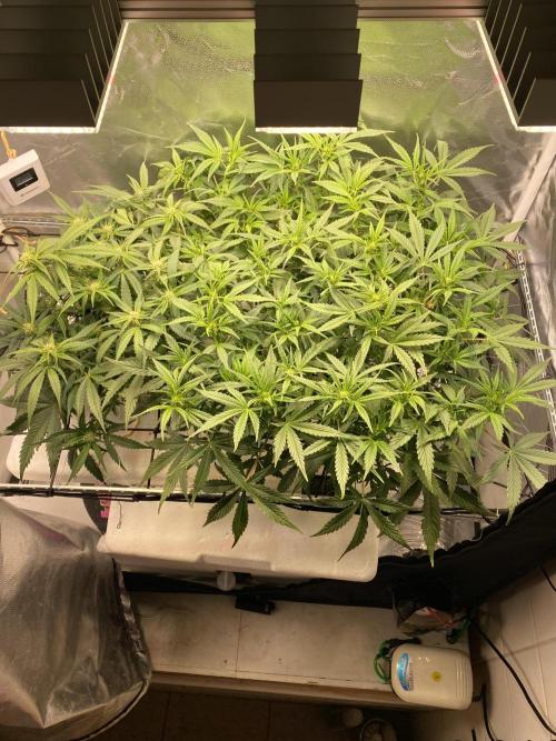 Candy Jungle Auto/DWC. Week 6