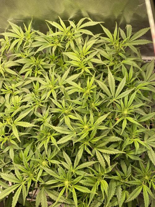 Candy Jungle Auto/DWC. Week 6