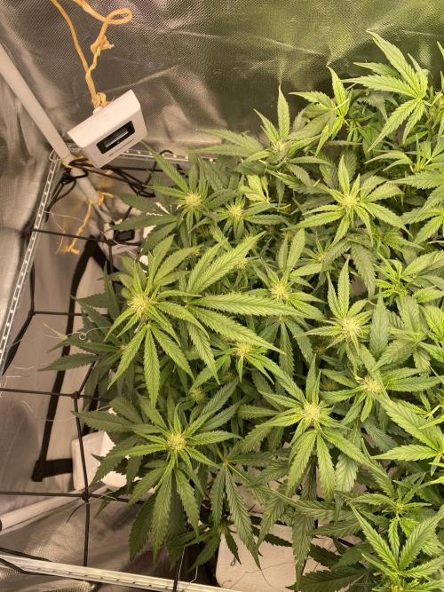 Candy Jungle Auto/DWC. Week 6