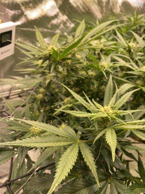 Candy Jungle Auto/DWC. Week 6
