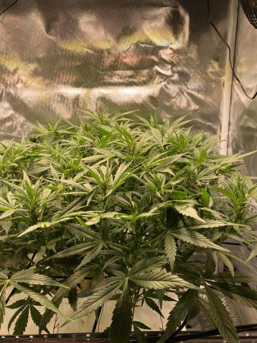 Candy Jungle Auto/DWC. Week 6