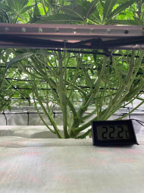 Candy Jungle Auto/DWC. Week 6