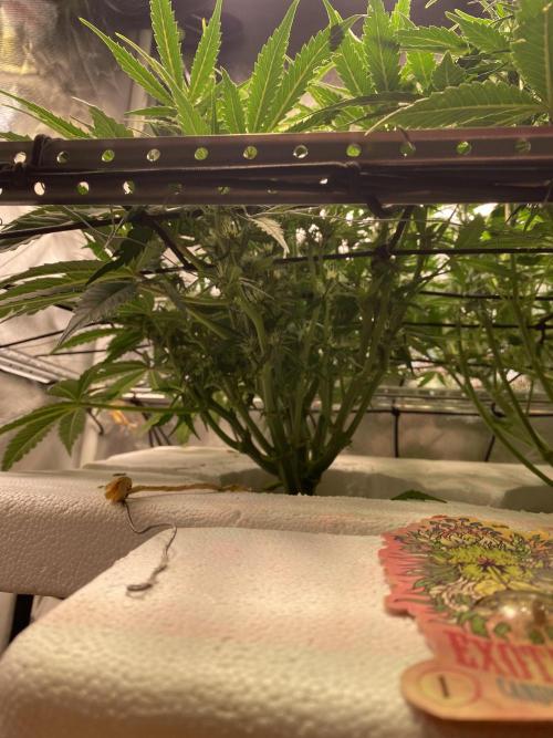 Candy Jungle Auto/DWC. Week 6