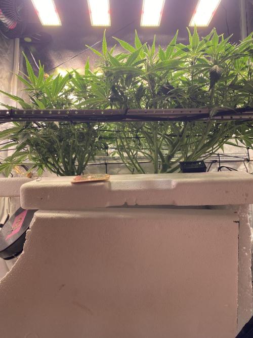 Candy Jungle Auto/DWC. Week 6