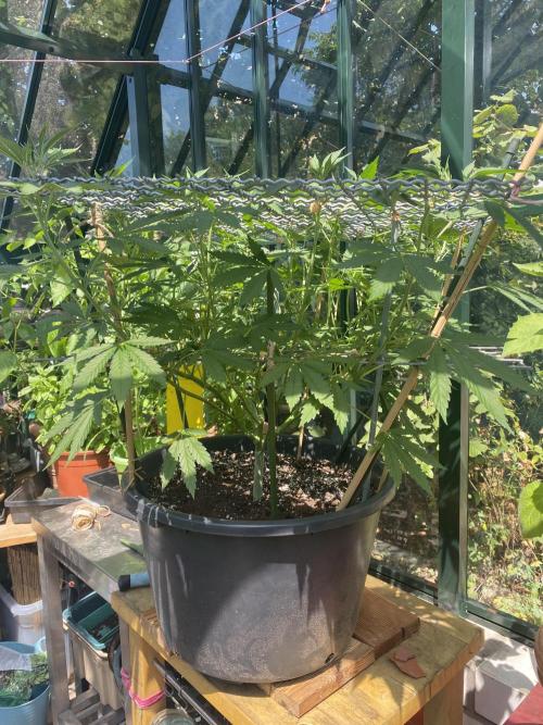 Georgias Cream Outdoor/greenhouse. Week 11