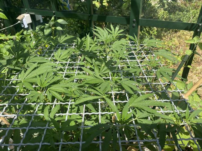 Georgias Cream Outdoor/greenhouse. Week 11