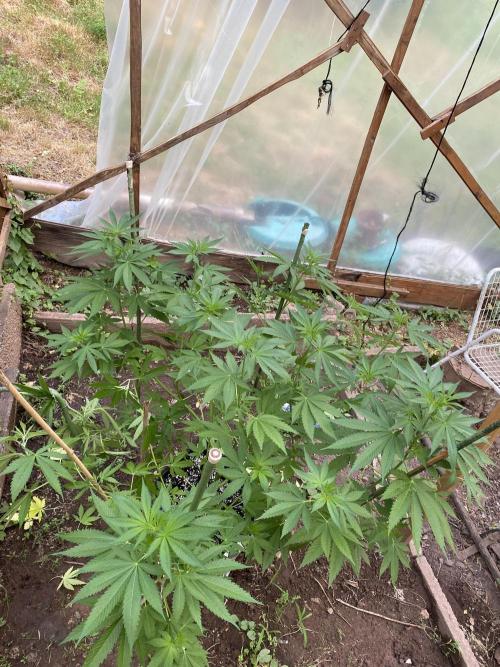 Critical Greenhouse/Outdoor. Week 12