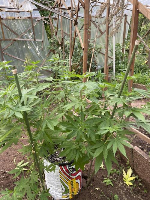 Critical Greenhouse/Outdoor. Week 12