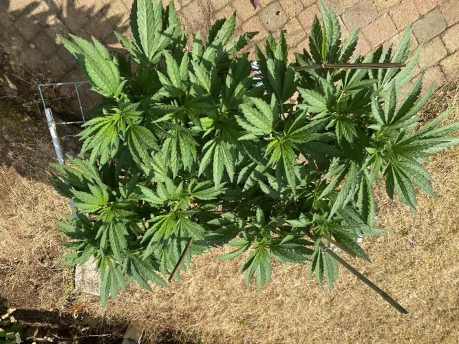 TropicalKush Outdoor. Week 12
