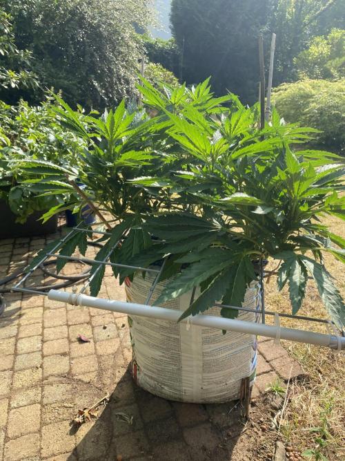 TropicalKush Outdoor. Week 12