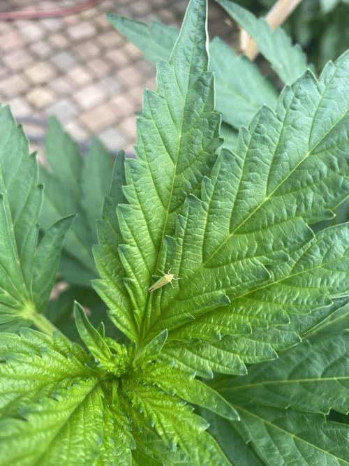 TropicalKush Outdoor. Week 12
