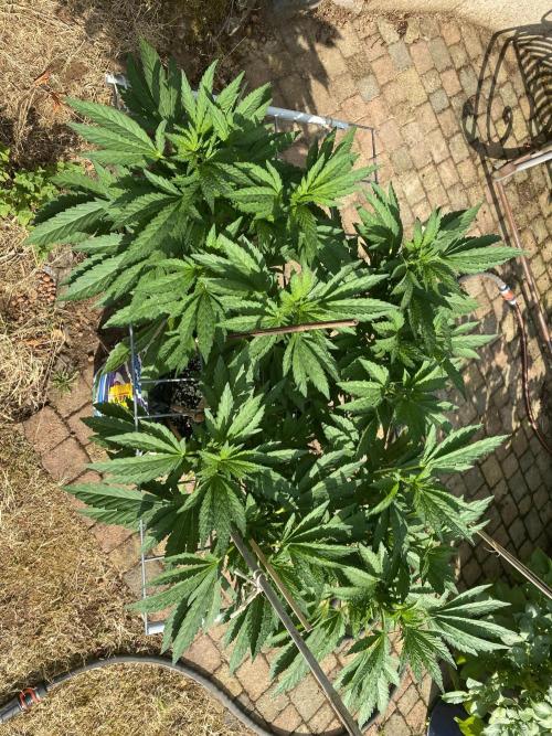 TropicalKush Outdoor. Week 12