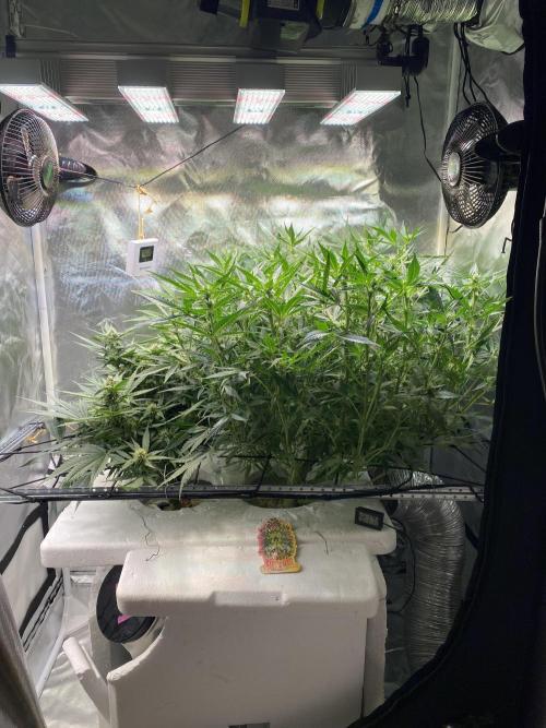 Candy Jungle Auto/DWC. Week 7