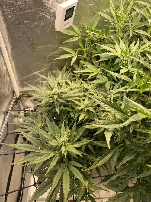Candy Jungle Auto/DWC. Week 7 - Left side