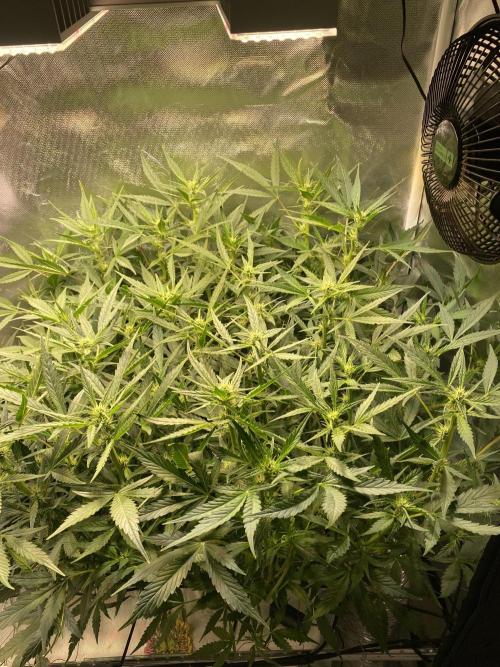 Candy Jungle Auto/DWC. Week 7 - Right side 