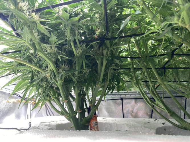 Candy Jungle Auto/DWC. Week 7 - Left side 