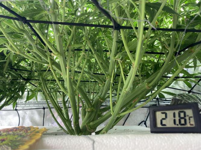 Candy Jungle Auto/DWC. Week 7 - Ride side 