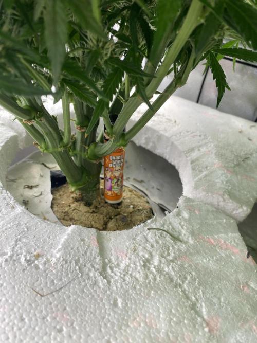 Candy Jungle Auto/DWC. Week 7 - Left side 