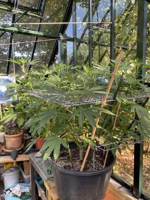 Georgias Cream Outdoor/greenhouse. Week 12