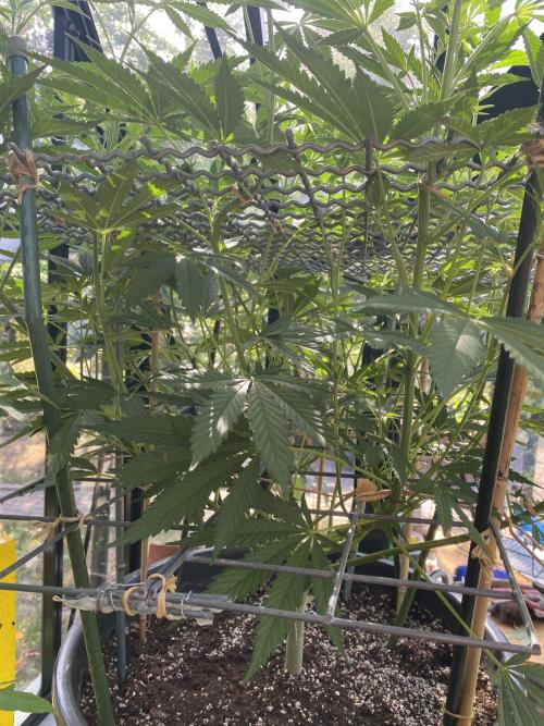 Georgias Cream Outdoor/greenhouse. Week 12