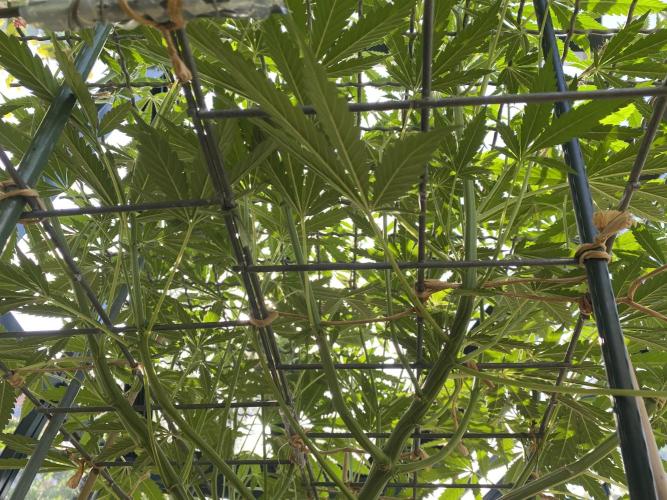 Georgias Cream Outdoor/greenhouse. Week 12