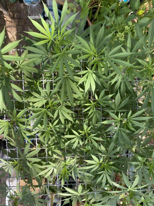 Georgias Cream Outdoor/greenhouse. Week 12