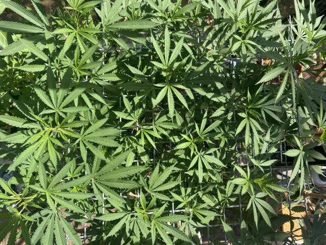 Georgias Cream Outdoor/greenhouse. Week 12