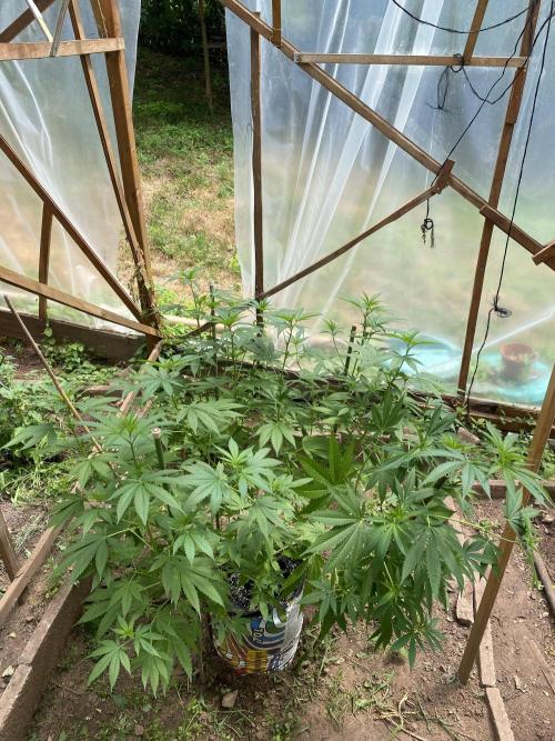 Critical Greenhouse/Outdoor. Week 13