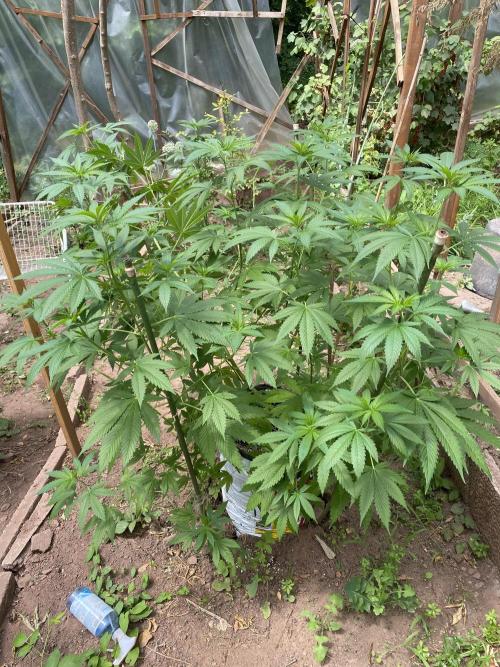 Critical Greenhouse/Outdoor. Week 13