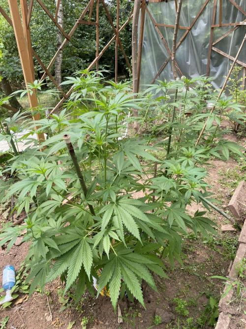 Critical Greenhouse/Outdoor. Week 13