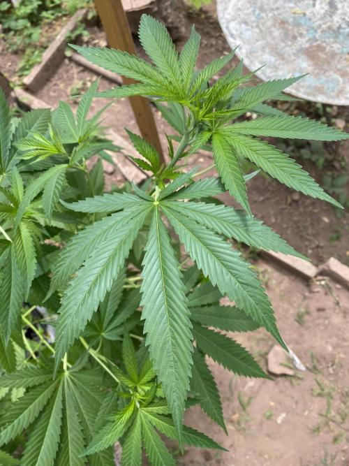 Critical Greenhouse/Outdoor. Week 13