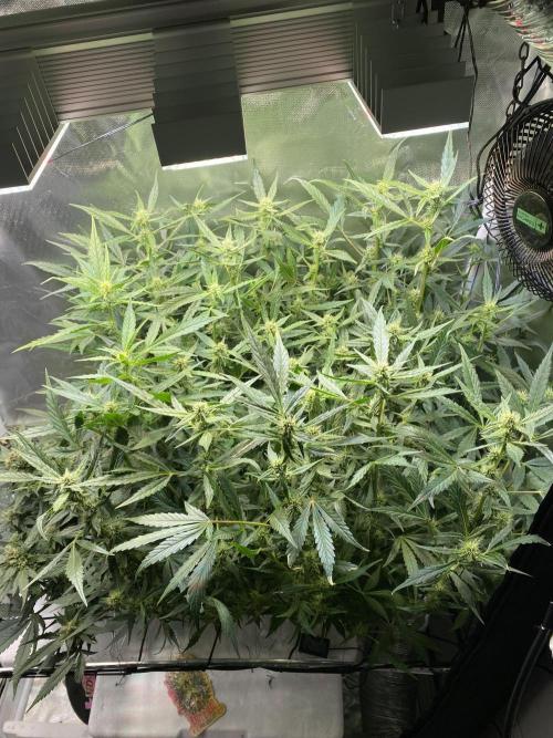 Candy Jungle Auto/DWC. Week 8