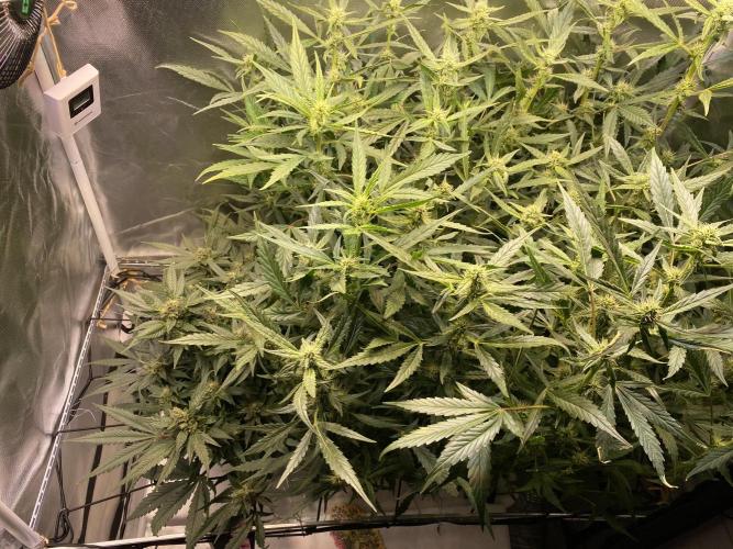 Candy Jungle Auto/DWC. Week 8