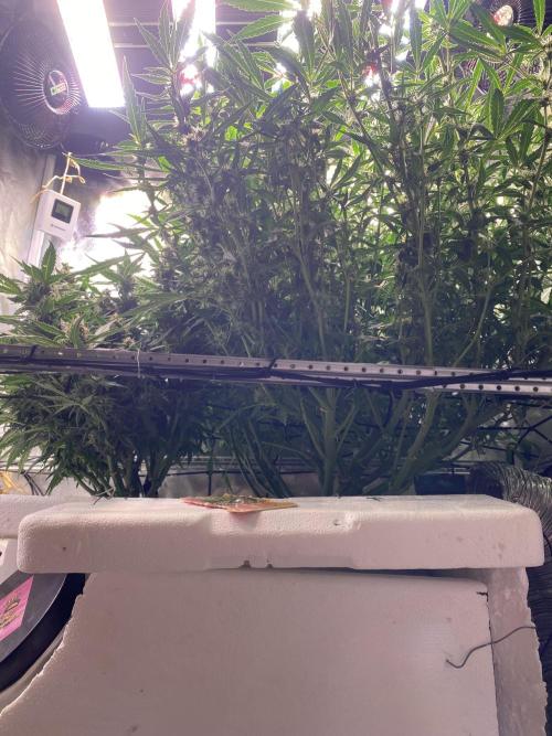 Candy Jungle Auto/DWC. Week 8