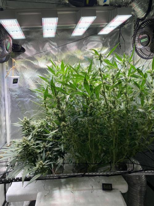Candy Jungle Auto/DWC. Week 8