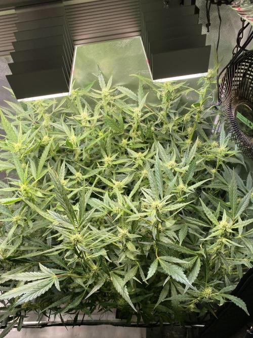 Candy Jungle Auto/DWC. Week 8