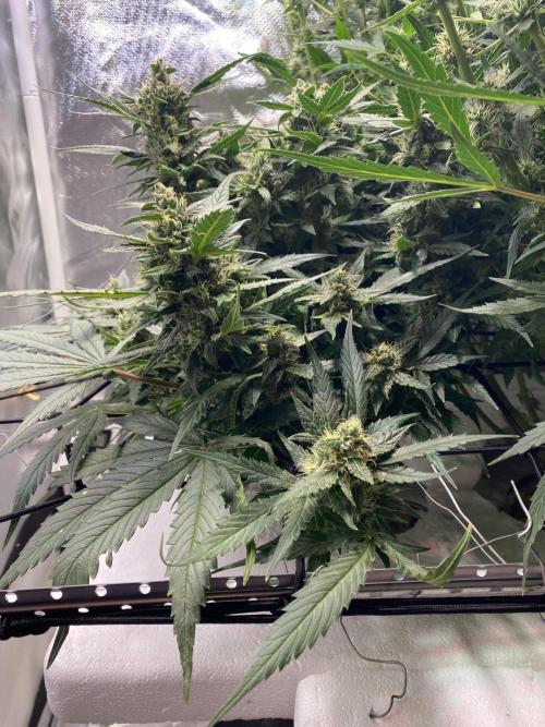 Candy Jungle Auto/DWC. Week 8