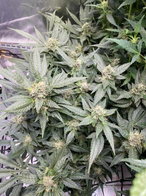 Candy Jungle Auto/DWC. Week 8