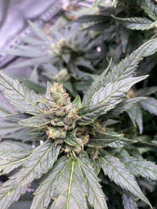 Candy Jungle Auto/DWC. Week 8