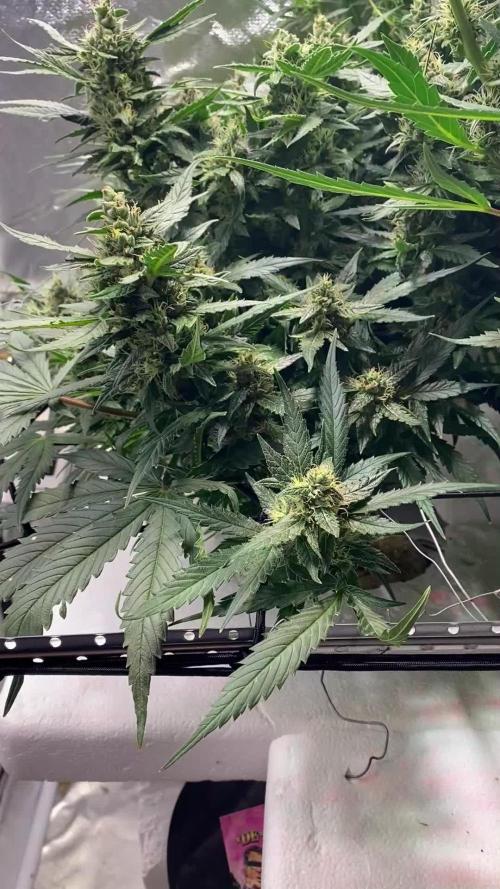Candy Jungle Auto/DWC