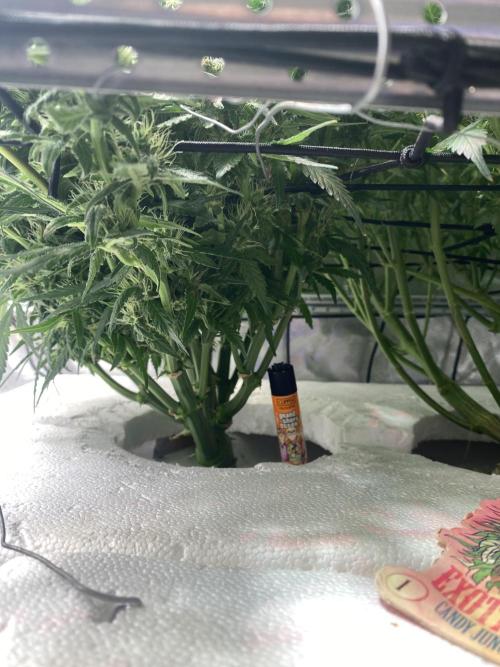Candy Jungle Auto/DWC. Week 8