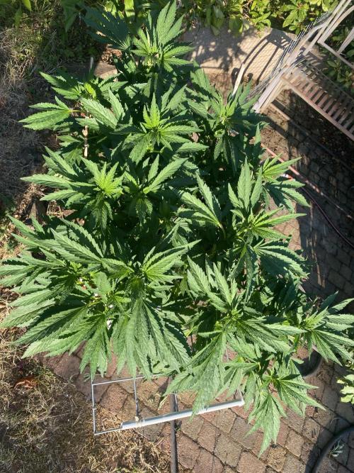 TropicalKush Outdoor. Week 13