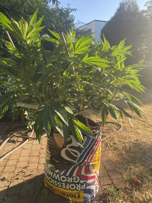 TropicalKush Outdoor. Week 13