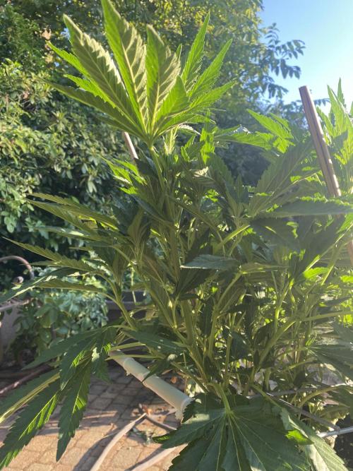 TropicalKush Outdoor. Week 13