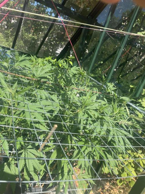 Georgias Cream Outdoor/greenhouse. Week 13