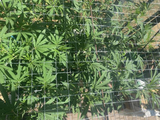 Georgias Cream Outdoor/greenhouse. Week 13